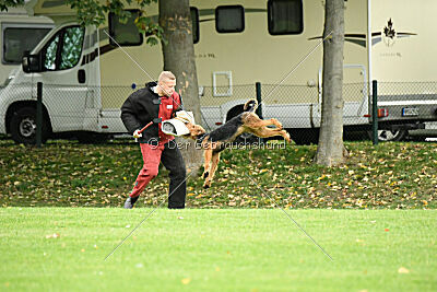 Juma vom Tringensteiner Schelderwald
