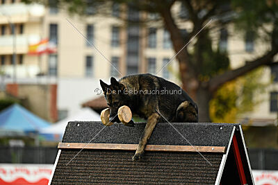 Kieztamarx Daxamite at Brueckwasser