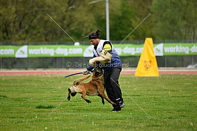 Kingsley du Baudet Rouge