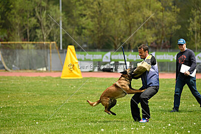 Kingsley du Baudet Rouge