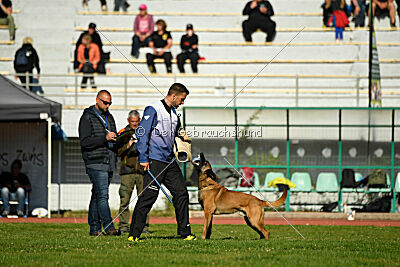 Kingsley du Baudet Rouge