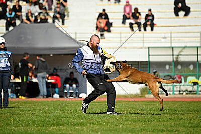 Kingsley du Baudet Rouge