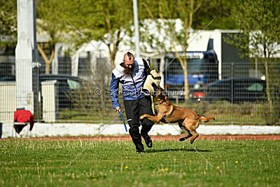 Kingsley du Baudet Rouge