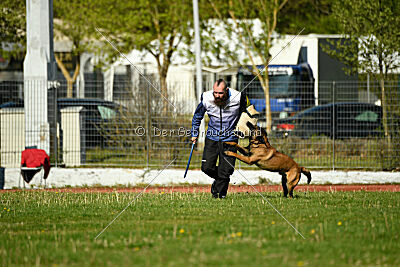 Kingsley du Baudet Rouge