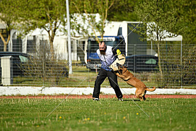 Kingsley du Baudet Rouge