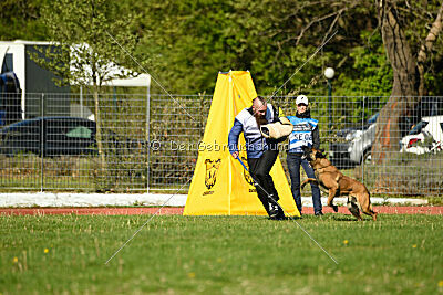 Kingsley du Baudet Rouge