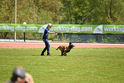 Kingsley du Baudet Rouge