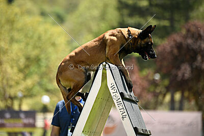 Kingsley du Baudet Rouge