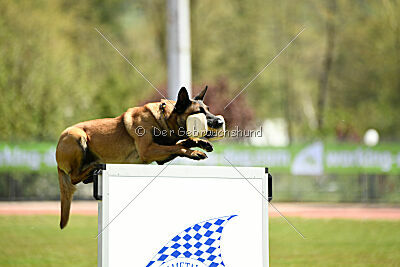 Kingsley du Baudet Rouge