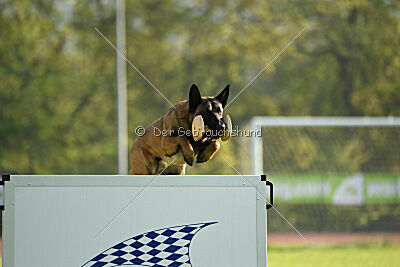 Kingsley du Baudet Rouge