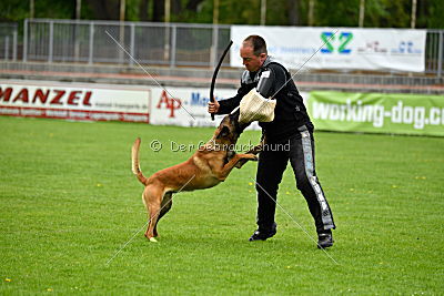 Kiolo vom Falkenstock