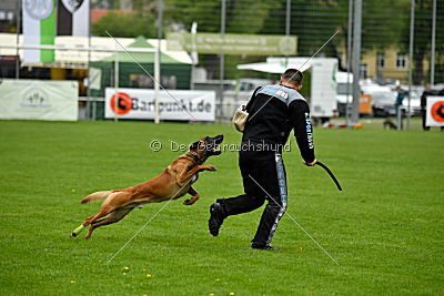 Kiolo vom Falkenstock