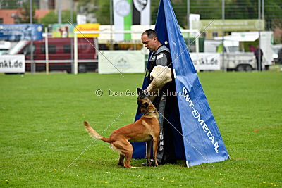 Kiolo vom Falkenstock