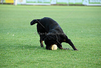 Kliff vom Kriegsdamm