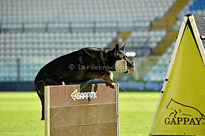 Knox von der Olgameister