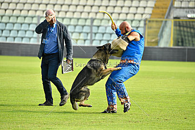 Kongeskoven's Skater