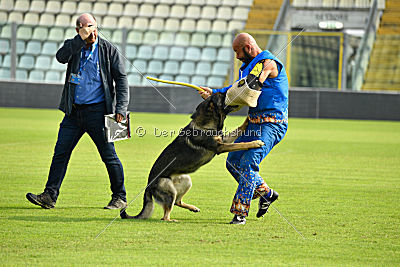 Kongeskoven's Skater