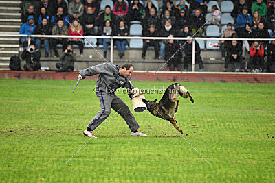 Kwaxy vom Wolfsheim