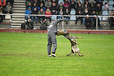 Kwaxy vom Wolfsheim