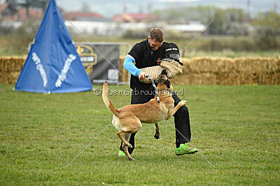 Latissimus vom Causa Nostre Letitia