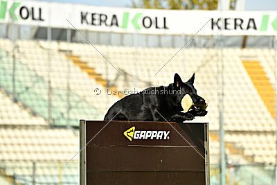 Lelaurier Koh I Noor