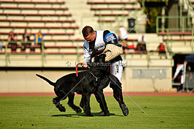 Lennox Lewis Goldest Danubius