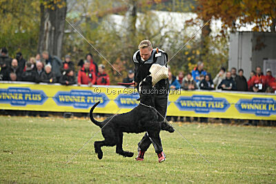 Lennox Lewis Goldest Danubius