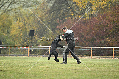 Lennox Lewis Goldest Danubius