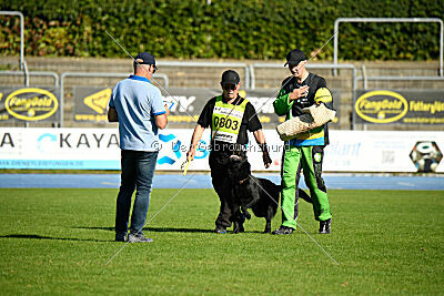 Lennox vom Ecke