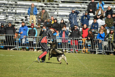 Leo de Jardines del Real