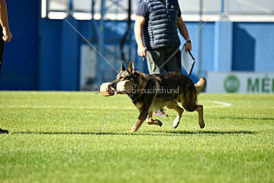 Life vom Kämpferherz