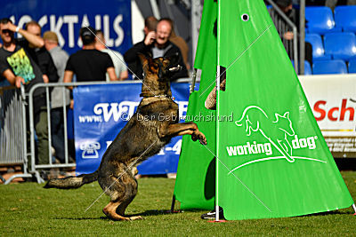 Little Joe von Trogida