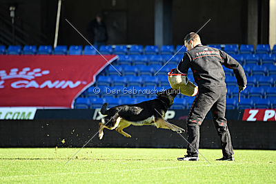 Louka von Bussardwald