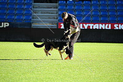 Louka von Bussardwald