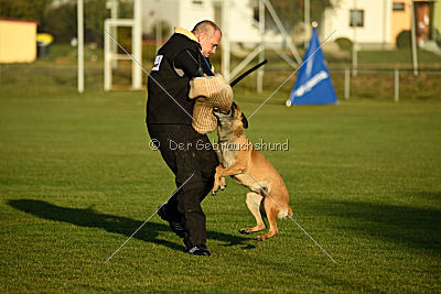Lugh de l'origine de faucon rouge