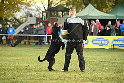 Maestro Mambo Goldest Danubius