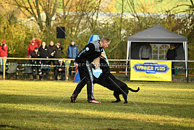 Maestro Mambo Goldest Danubius