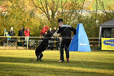 Maestro Mambo Goldest Danubius