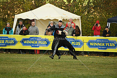 Maestro Mambo Goldest Danubius