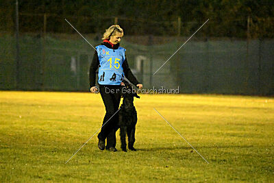 Maestro Mambo Goldest Danubius