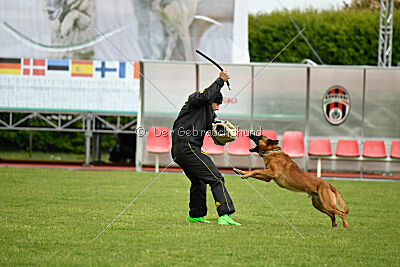 Malisko Sky is the Limit