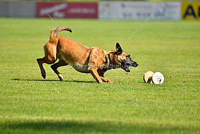 Mallekrafts J'Winnah