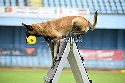 Mamba Tore's Working Dogs