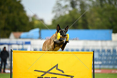 Mamba Tore's Working Dogs