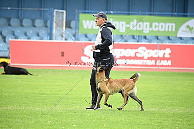 Mamba Tore's Working Dogs