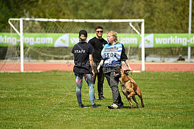 Mambo des Pas des Betes