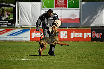 Manni-Möhre von Thekla