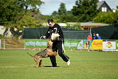 Manni-Möhre von Thekla