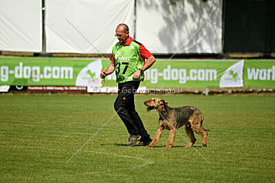 Manni-Möhre von Thekla