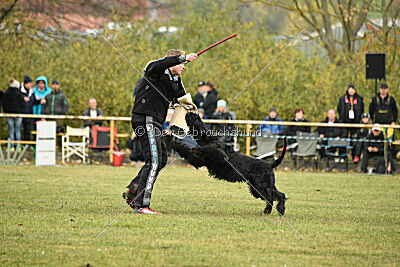 Mefisto Mio Goldest Danubius